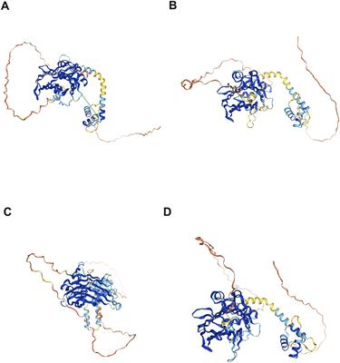 TEAD transcription factor family emerges as a promising therapeutic target for oral squamous cell carcinoma